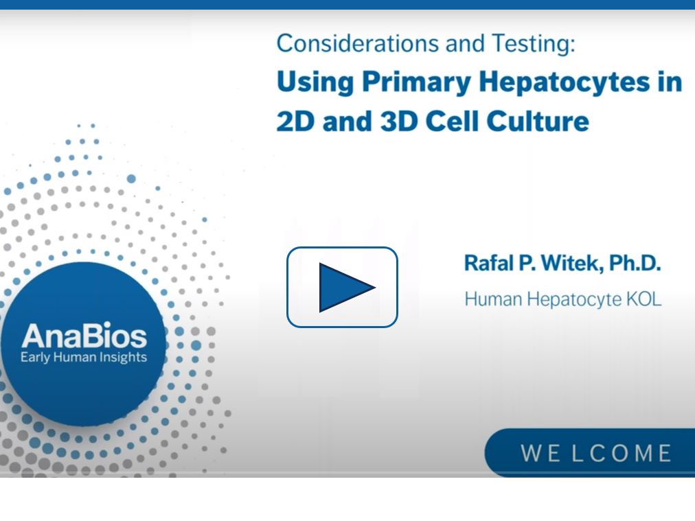 Anabios: Considerations when using primary hepatocytes in 2D and 3D cell culture