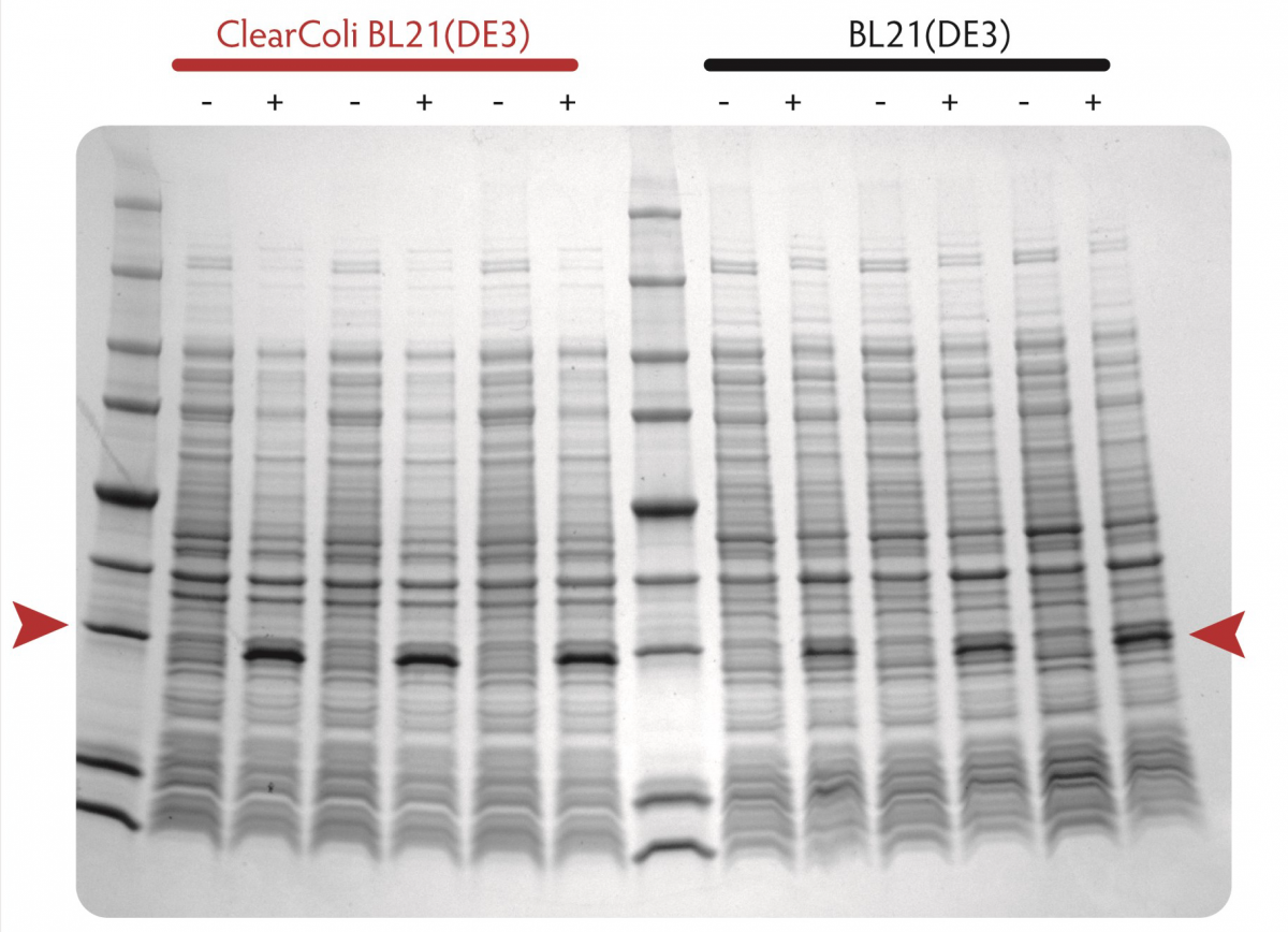 Comparison of protein expression in ClearColi BL21(DE3) and Lucigen's E. Cloni® EXPRESS BL21(DE3) competent cells