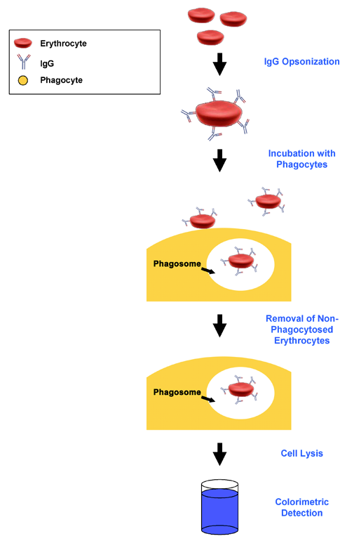 Phagocytosis Assay