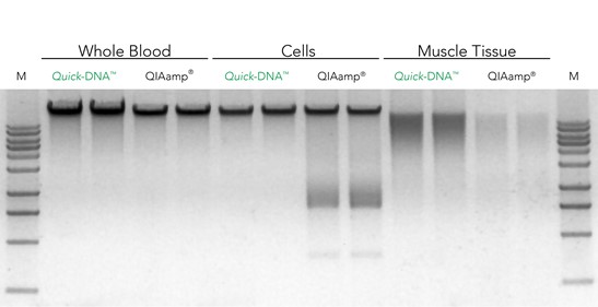 Quick-DNA gel