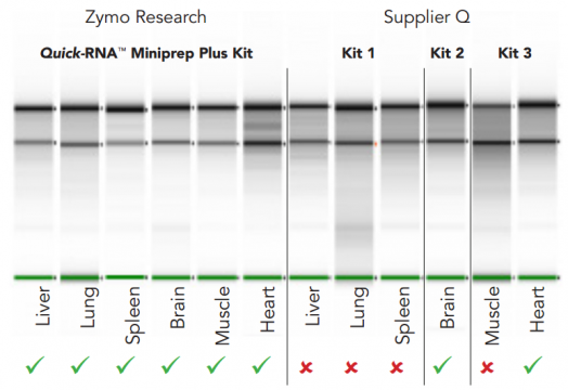High-quality RNA was consistently isolated with the Quick-RNA™ Miniprep Plus Kit (left), but not with Supplier Q kits (right)