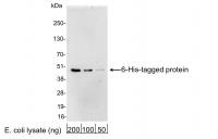 Detection of 6-His-tagged Protein by wes