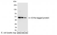 Detection of 6-His-tagged Protein by wes