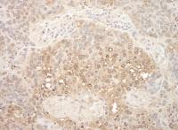 Detection of mouse APC7 by immunohistoch