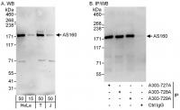 Detection of human AS160 by western blot