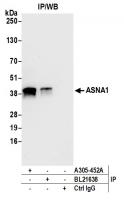 Detection of human ASNA1 by western blot