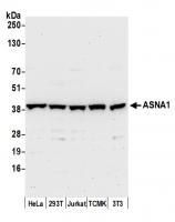 Detection of human and mouse ASNA1 by we
