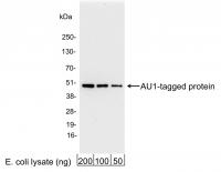 Detection of AU1-tagged Protein by weste