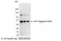 Detection of AU1-tagged Protein by weste