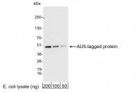 Detection of AU5-tagged Protein by weste