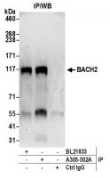 Detection of human BACH2 by western blot