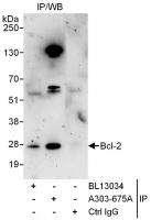 Detection of human Bcl-2 by western blot