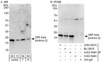 Detection of Isoform 2 of human CBF-beta