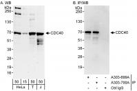 Detection of human CDC40 by western blot