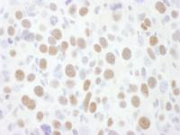 Detection of mouse CDK9 by immunohistoch