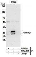 Detection of human CHCHD3 by western blo