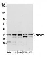 Detection of human and mouse CHCHD3 by w
