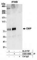 Detection of human CMIP by western blot 
