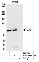 Detection of human COG7 by western blot 