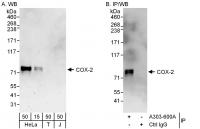 Detection of human COX-2 by western blot