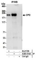 Detection of human CPD by western blot o