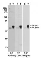 Detection of human CSN1 by western blot.