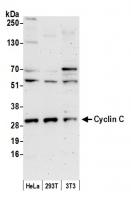 Detection of human and mouse Cyclin C by