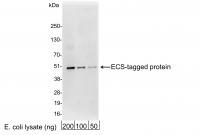 Detection of ECS-tagged Protein by weste