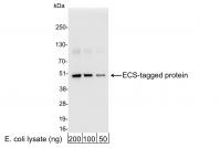 Detection of ECS (DDDK)-tagged Protein b