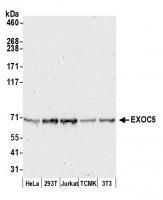 Detection of human and mouse EXOC5 by we