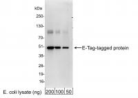 Detection of E-Tag-tagged Protein by wes