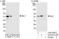 Detection of human Ets-1 by western blot