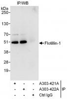Detection of human Flotillin-1 by wester