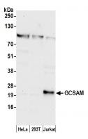 Detection of human GCSAM by western blot