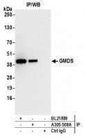 Detection of human GMDS by western blot 