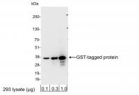 Detection of GST-tagged Protein by weste