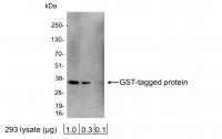 Detection of GST-tagged Protein by weste