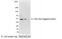 Detection of Glu-Glu-tagged Protein by w