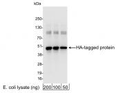 Detection of HA-tagged Protein by wester