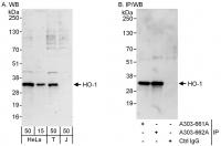 Detection of human HO-1 by western blot 