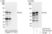 Detection of human HS1 by western blot a