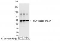 Detection of HSV-tagged Protein by weste