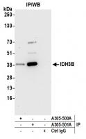 Detection of human IDH3B by western blot