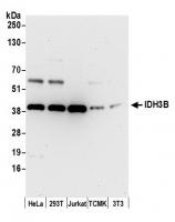 Detection of human and mouse IDH3B by we