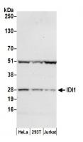 Detection of human IDI1 by western blot.