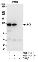 Detection of human IPO9 by western blot 