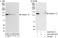 Detection of human Integrin Alpha 6 by w