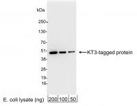 Detection of KT3-tagged Protein by weste