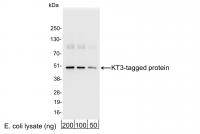 Detection of KT3-tagged Protein by weste
