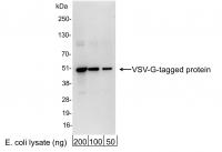 Detection of VSV-G-tagged Protein by wes